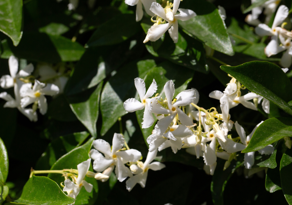 Poda de plantas invierno Las ramas largas y desordenadas del jazmín trepador se convierten en un imán para la humedad y las enfermedades.