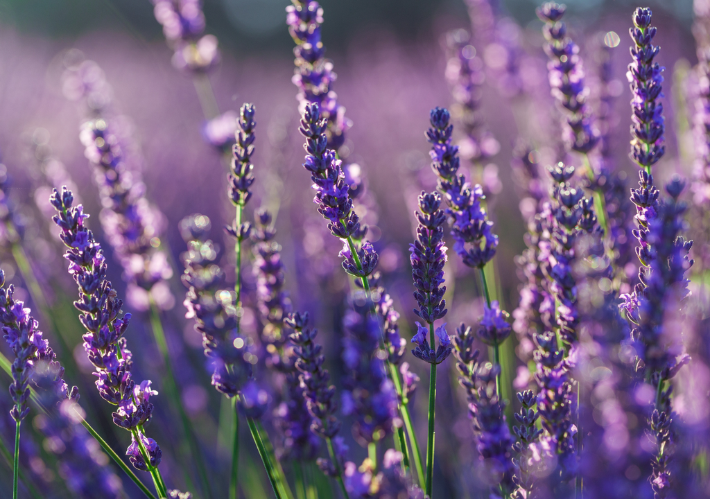 Poda de plantas en invierno La correcta poda de la lavanda permite evitar el trastorno de la "base leñosa".