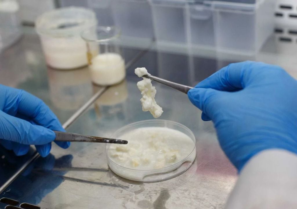 Derivado lácteo de kefir La nutricionista Karoll González de la UV asegura que este derivado lácteo contiene metabolitos de interés, como ácidos grasos de cadena corta, que aportan beneficios adicionales para la salud, más allá de su valor nutricional. Créditos de imagen: CMBi.