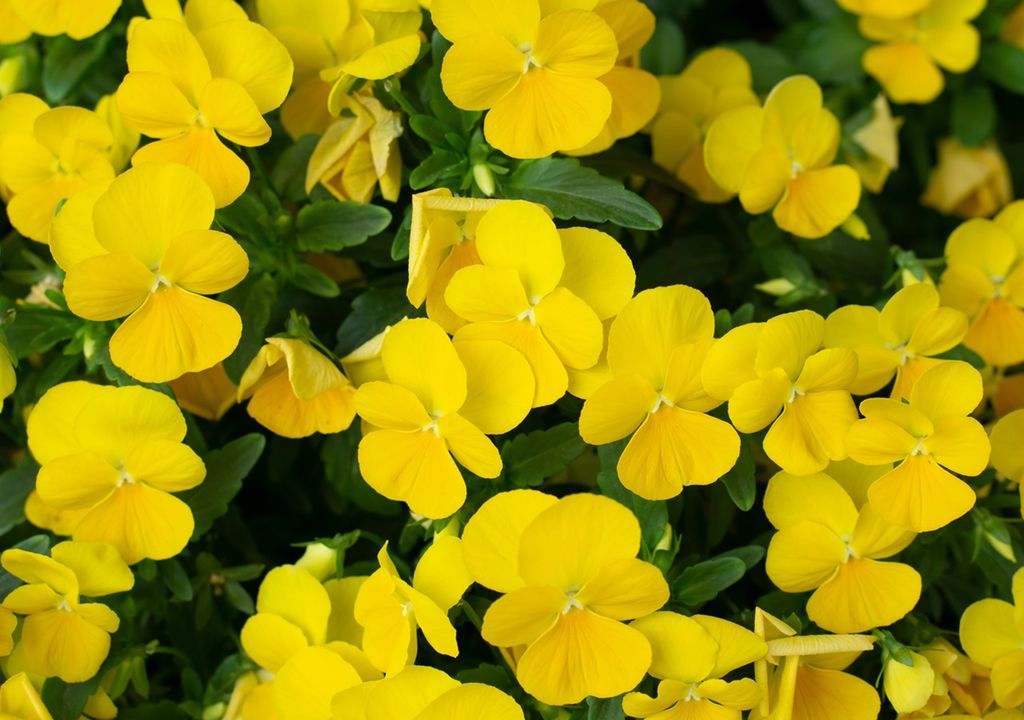 Mecardonia "poty amarilla"