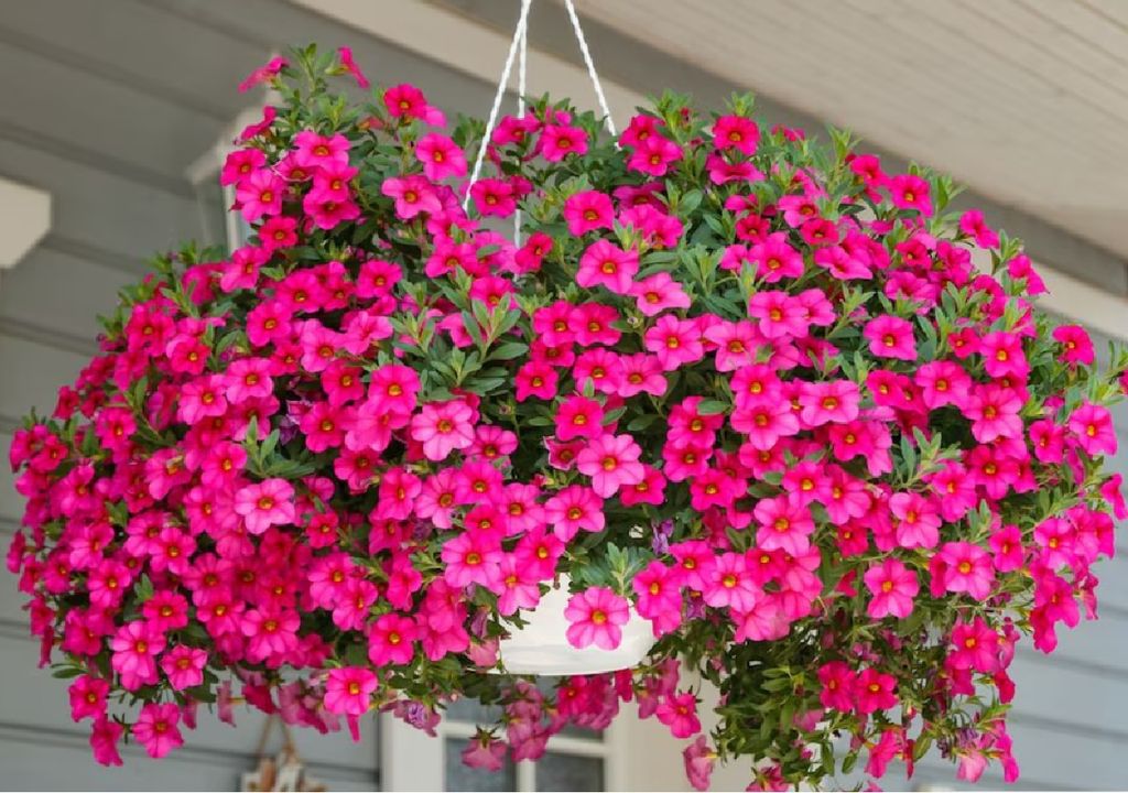 Calibrachoa: "overá fucsia"