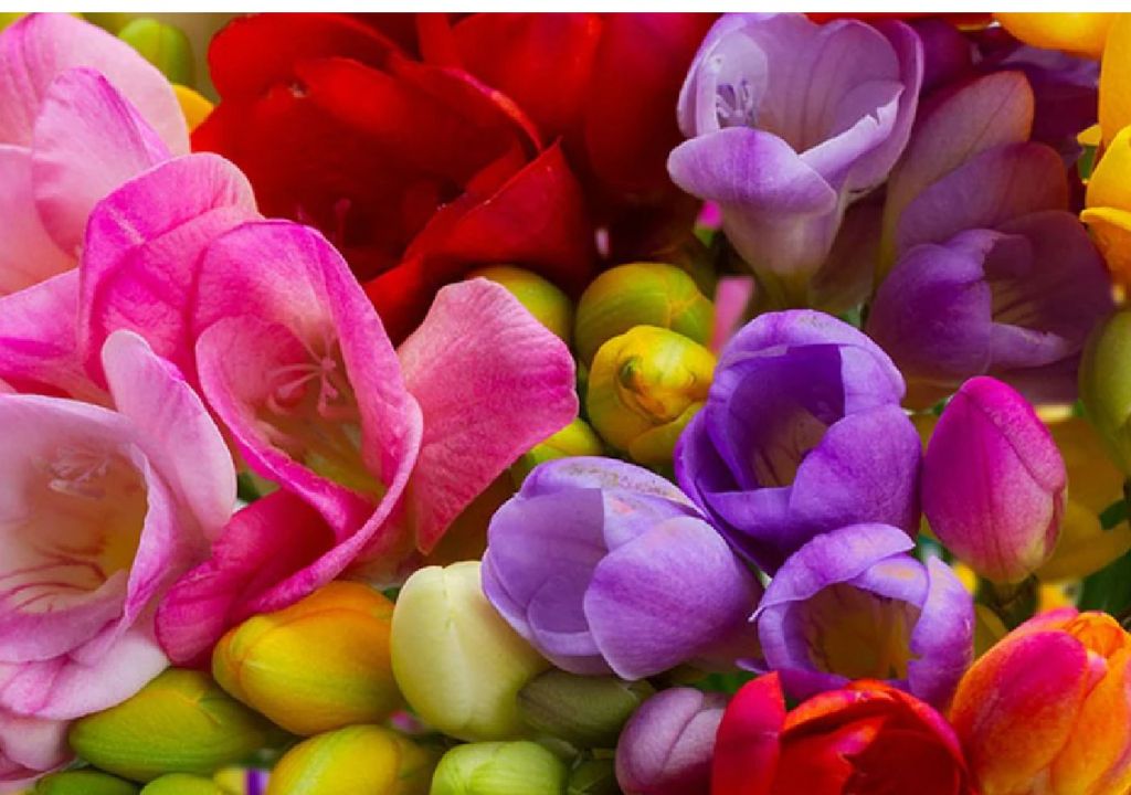 Fresias multicolores