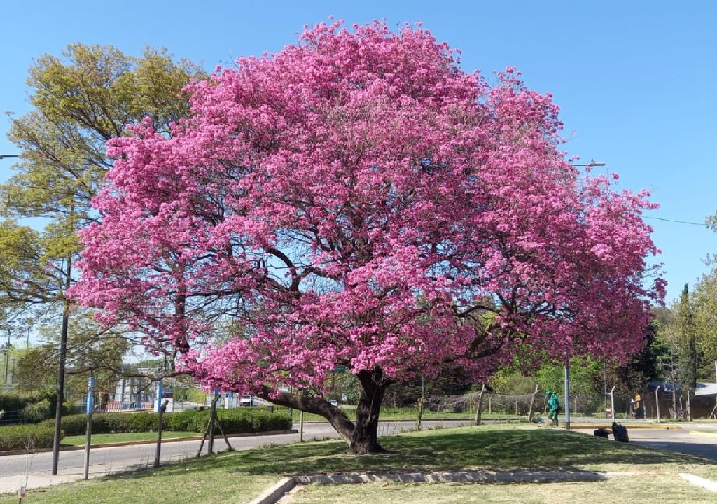 El Lapacho (Handroanthus)