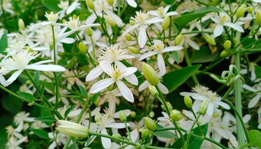 El secreto floral del cocuite: una planta fragante que perfuma balcones y terrazas cuando cae la noche
