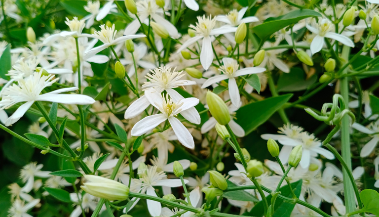 El secreto floral del cocuite: una planta fragante que perfuma balcones y terrazas cuando cae la noche