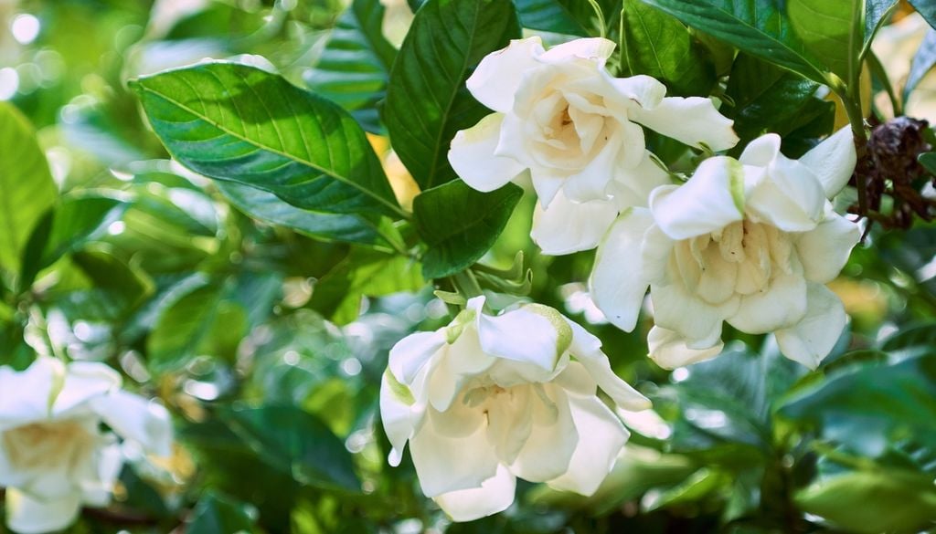 plantas jazmín El jazmín del cabo requiere una atención especial durante los meses fríos. Monitorear el color de sus hojas y protegerlo de las heladas más severas es fundamental para que mantenga su fuerza.