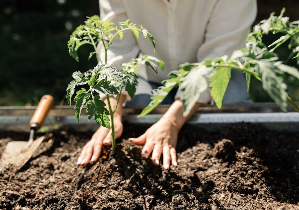 suelo Un suelo suelto, aireado y con buen drenaje es clave para que el tomate arraigue sin estrés y desarrolle raíces fuertes desde el inicio.