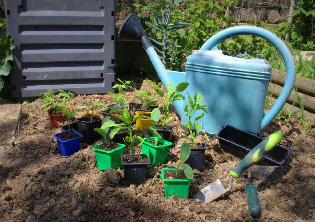 tomate Plántulas de tomate con tallos firmes y hojas bien desarrolladas, listas para ser trasplantadas cuando el suelo y las temperaturas nocturnas ya acompañan.