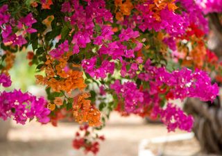 El secreto para que tu buganvilla explote de flores y no solo de hojas verdes 