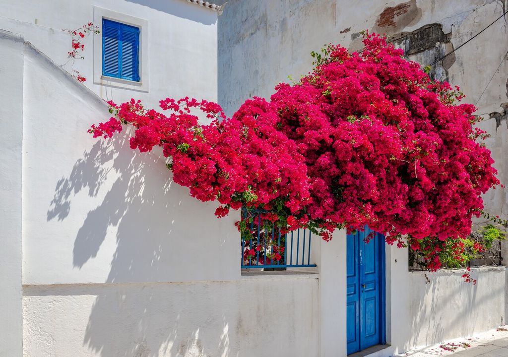 buganvilla espectacular