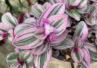 El secreto para que tu tradescantia mantenga sus colores vivos y no se ponga verde 