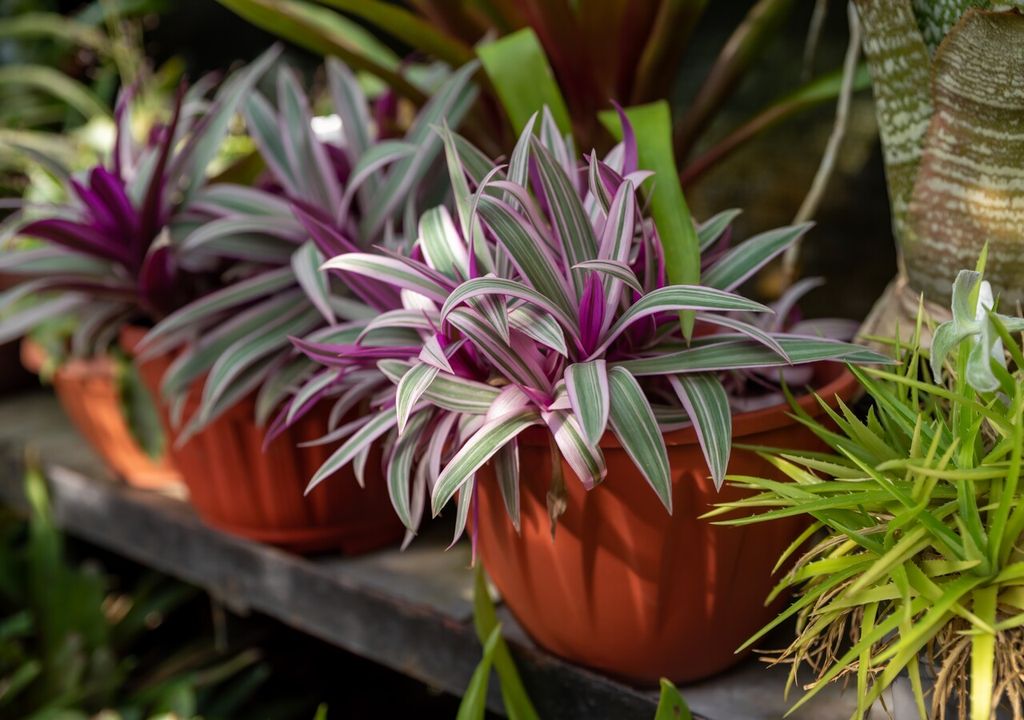 Tradescantia spathacea
