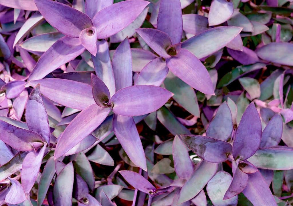 Tradescantia pallida