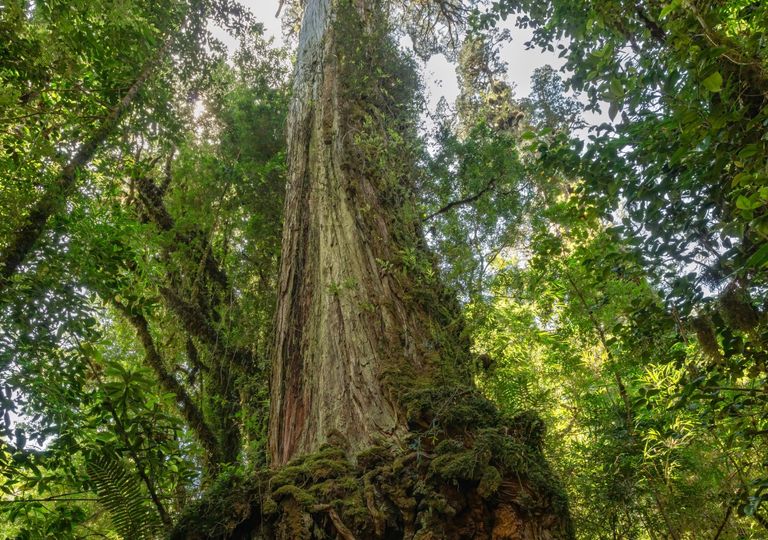 A segunda &aacute;rvore mais antiga do mundo fica na Argentina e tem mais de 2600 anos