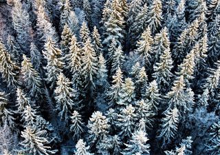 El segundo pulmón del planeta está al norte: por qué los bosques boreales merecen más atención