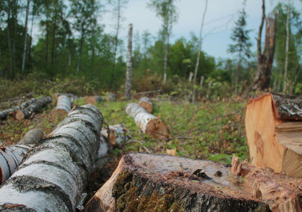 Tala de árboles Tala de árboles