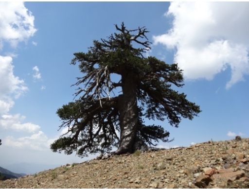 Adonis, un pino de Bosinan, de más de 1.075 años de edad