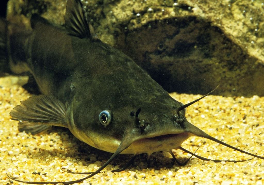 Siluro