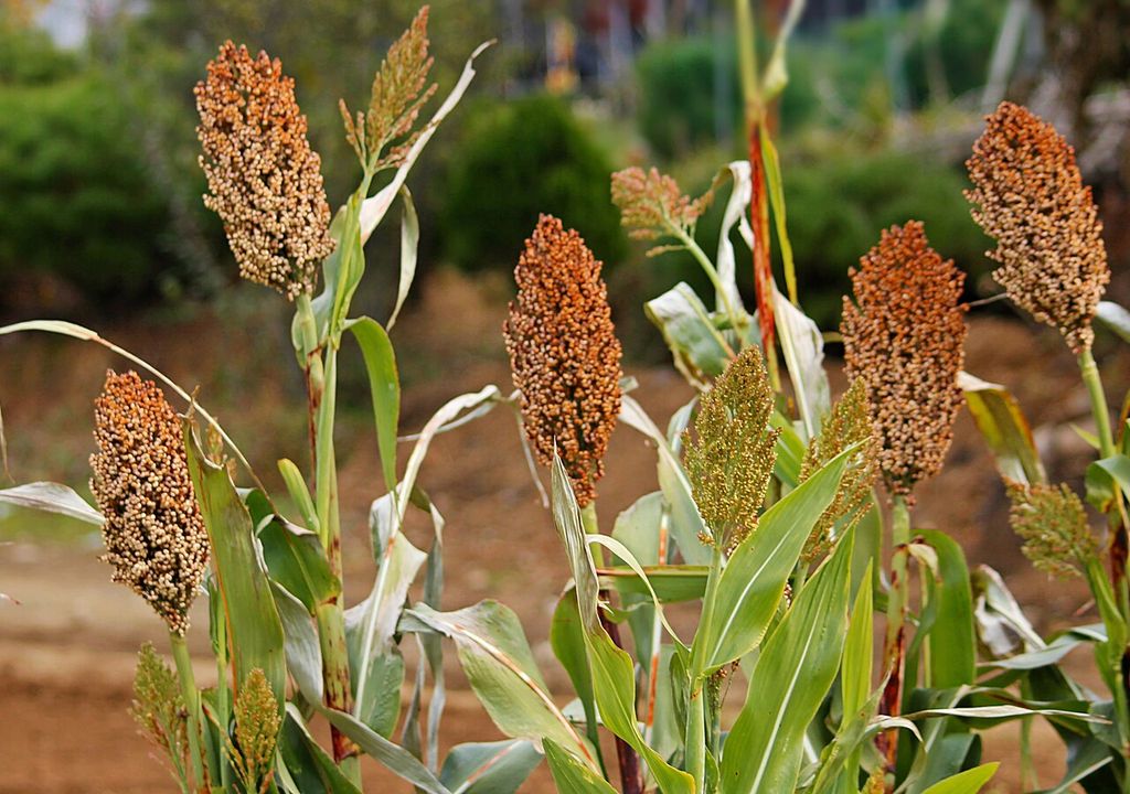 El sorgo