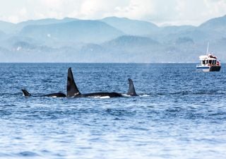 El sorprendente motivo por el que las orcas atacan a los barcos, según un estudio de la Comisión Ballenera Internacional