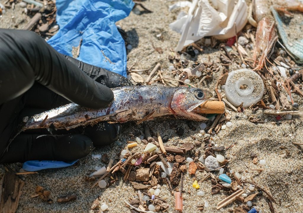 pez muerto con colilla de cigarro atrapada en su boca pez muerto con colilla de cigarro atrapada en su boca