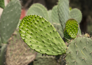 El superpoder secreto del nopal que le permite prosperar donde otras plantas mueren