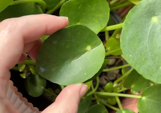 El test del taco y cómo puedes salvar tus plantas