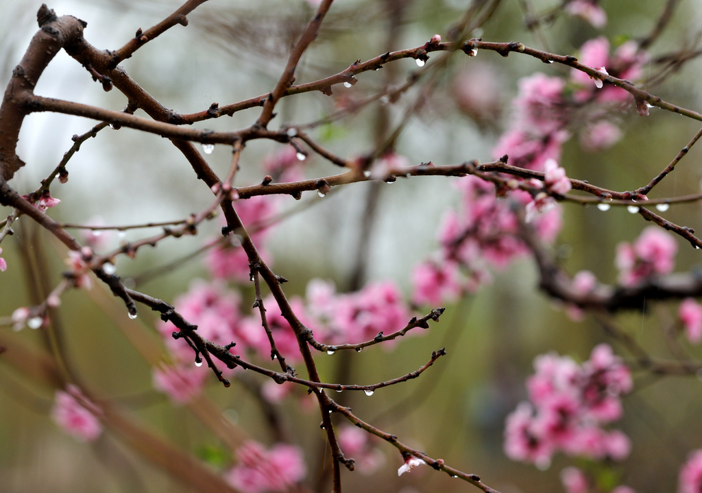 flores y lluvia.