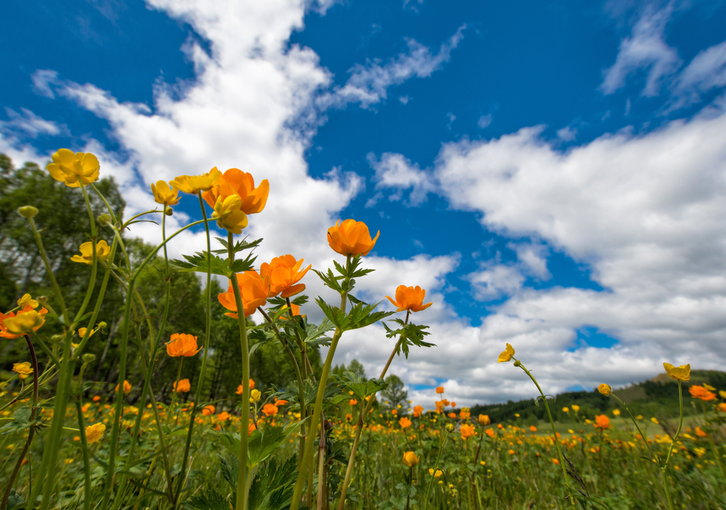 flores y cielo