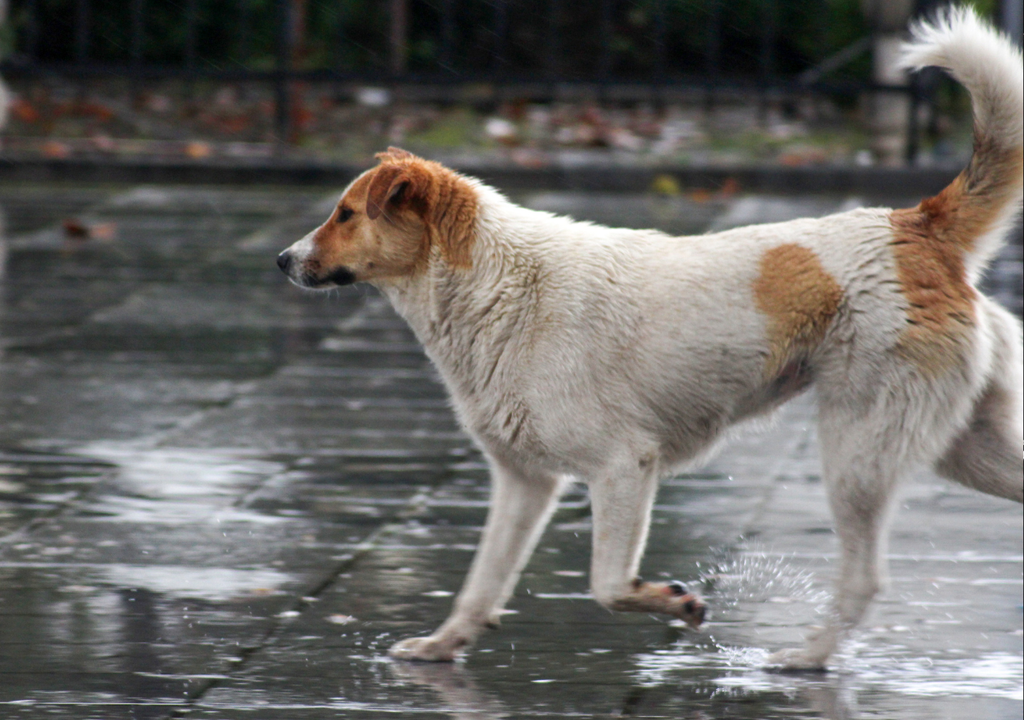 perro y lluvia