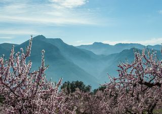 Segunda mitad de febrero: adiós nieve, primavera anticipada para todos