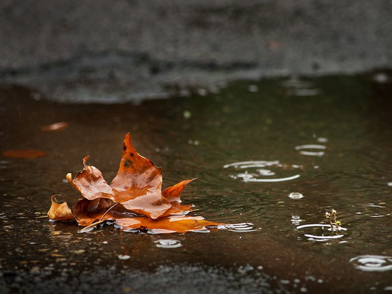lluvia otoño lluvia otoño