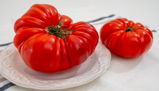 El tomate que no puede copiar el s&uacute;per: Limache y el secreto de su sabor intenso est&aacute;n en tu jard&iacute;n