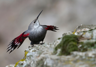 El treparriscos o pájaro-mariposa de las rocas, ave del año 2025