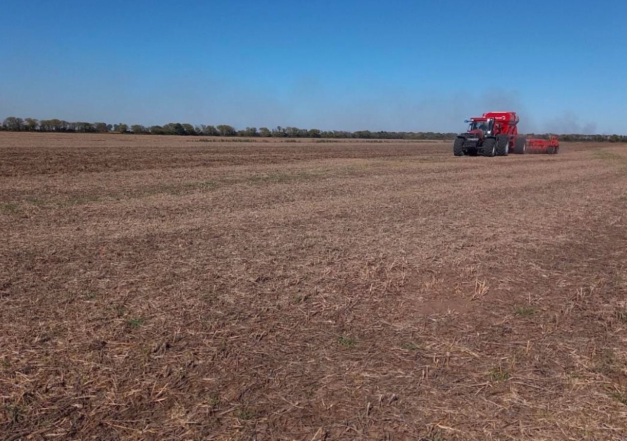 El trigo avanza a ritmo récord, pero las lluvias de junio serán clave ...
