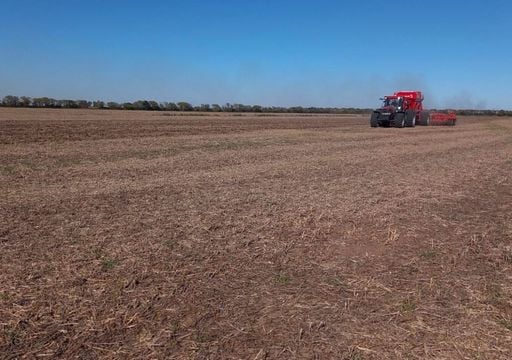 El trigo avanza a ritmo r&eacute;cord, pero las lluvias de junio ser&aacute;n clave para completar la siembra