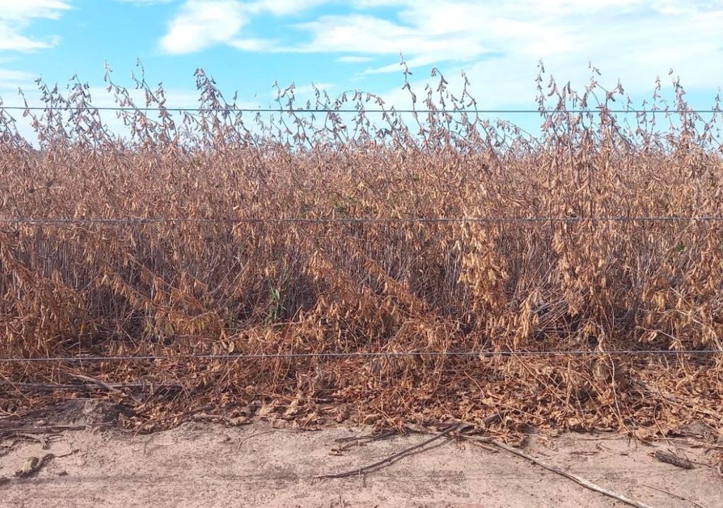 soja Lote con soja tardía (de segunda); en R8 (madurez plena), muy buen estado, en el suroeste del departamento San Cristóbal, provincia de Santa Fe. Gentileza: Bolsa de Comercio de Santa Fe.