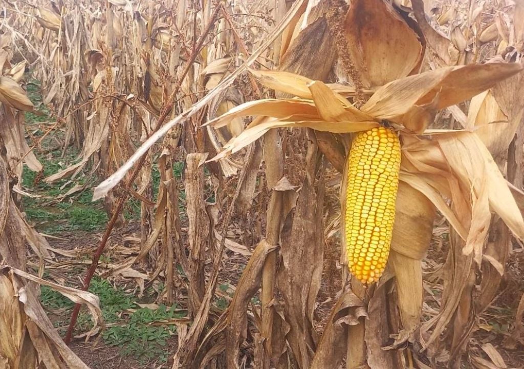 maiz Lote con maíz tardío, en R6 (madurez fisiológica), muy buen desarrollo de mazorcas, en el centro del departamento Castellanos, provincia de Santa Fe. Gentileza: Bolsa de Comercio de Rosario.