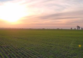 El trigo avanza con firmeza, pero preocupan los rindes estancados en soja y maíz en la región núcleo