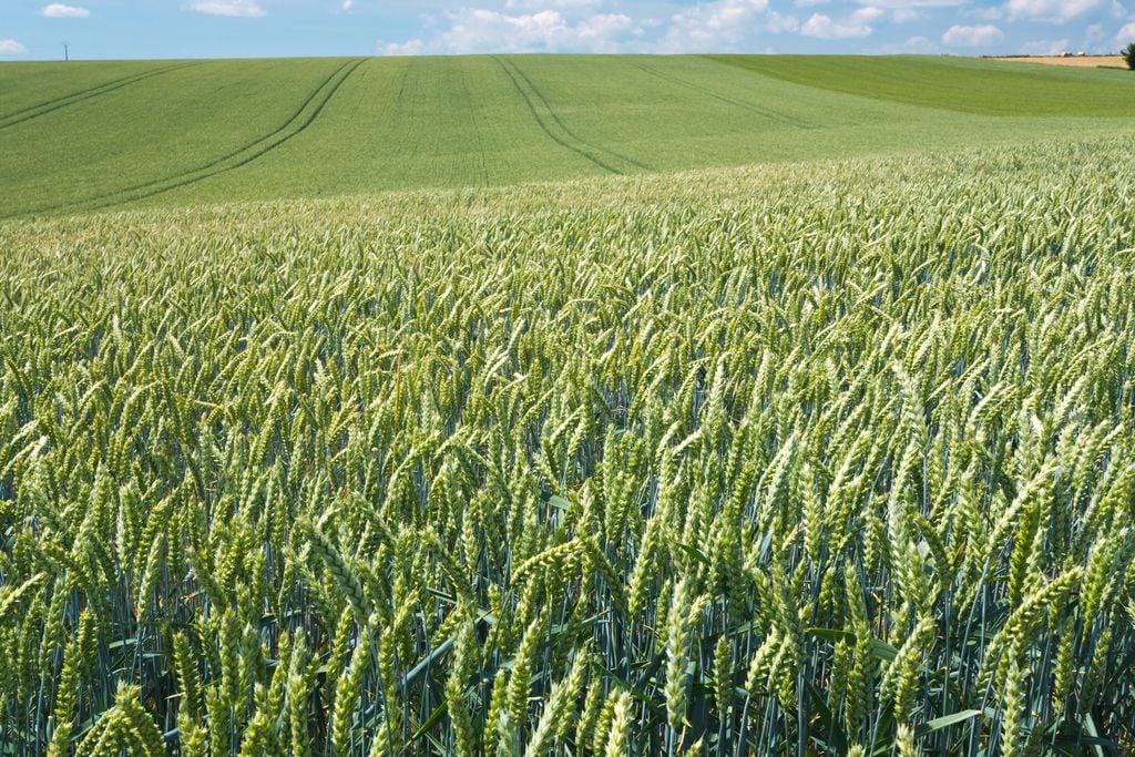 Campos de produccion de trigo region de la Araucania.