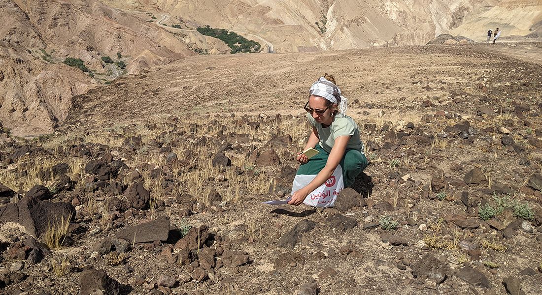 La arqueóloga Amaia Arranz-Otaegui, coautora del estudio, toma muestras de plantas silvestres cerca de Ma'in, Jordania. Foto: Joe Roe