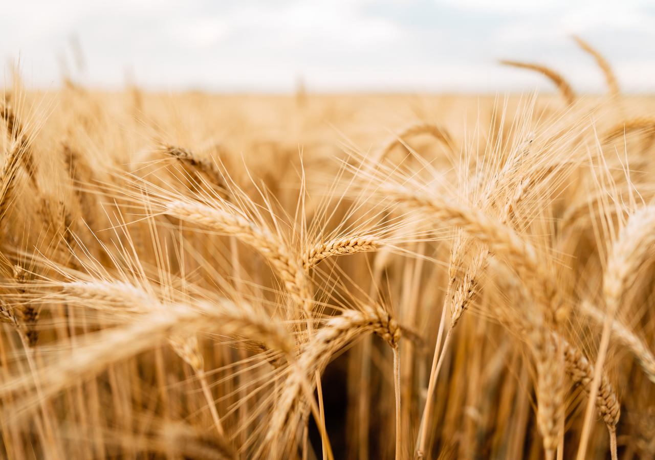 O trigo é cultivado em mais de 120 países, tornando-se uma das culturas mais produzidas do planeta.