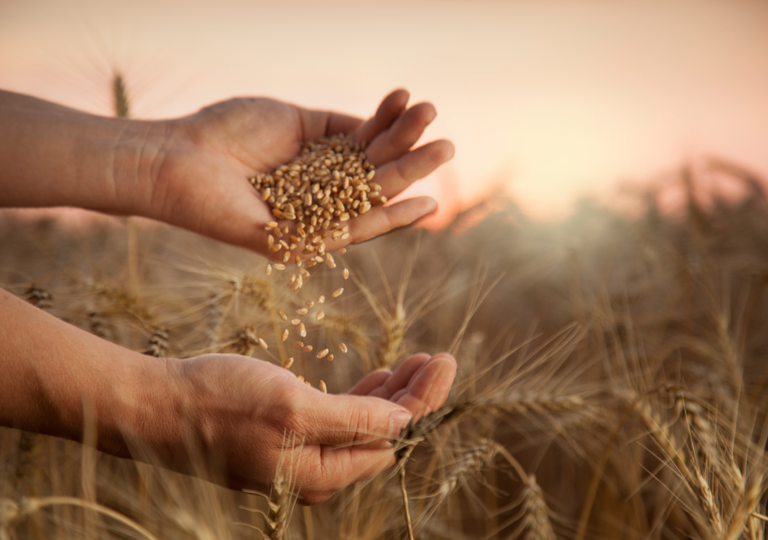 El trigo lanza una advertencia: no estamos frenando el cambio clim&aacute;tico y la agricultura podr&iacute;a pagar el precio