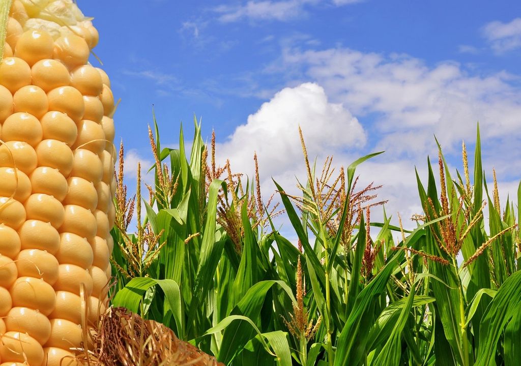 maíz