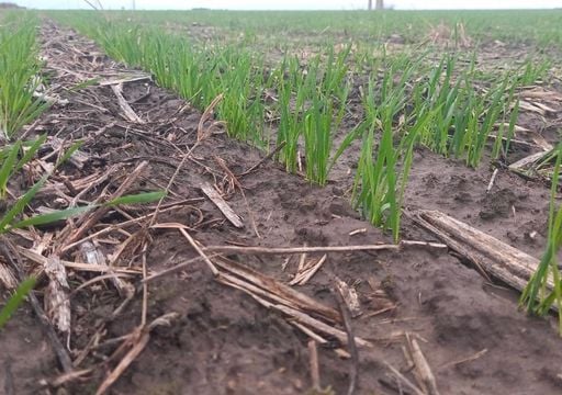 El trigo recuper&oacute; impulso con las lluvias de junio, pero la rentabilidad sigue siendo la gran inc&oacute;gnita