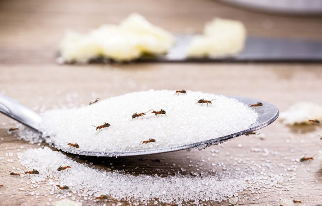 hormigas Migas, restos dulces y agua disponible pueden convertir la cocina en un punto de atracción para las hormigas.