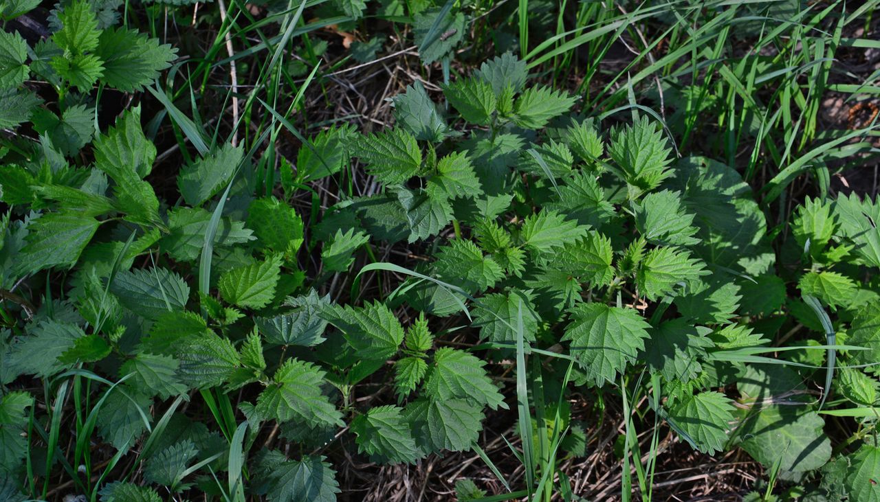 A priori puede parecer una simple hierba, pero a nivel hortícola supone una fuente de fertilizante natural.