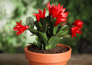 El truco de la oscuridad: c&oacute;mo enga&ntilde;ar a tu Cactus de Navidad para que florezca cuando quieras