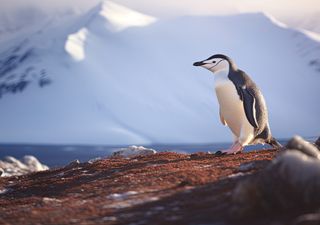 Antártida: revelan el truco de los pingüinos para dormir y vigilar su nido al mismo tiempo