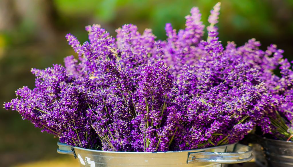 La lavanda es una planta de gran impacto visual, a pequeña escala en jardines también aporta belleza visual y puede ser una gran aliada contra el daño por conejos.